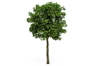 D_3